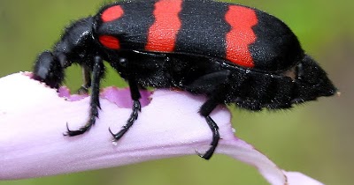 Detail Gambar Pertahanan Kumbang Nomer 8