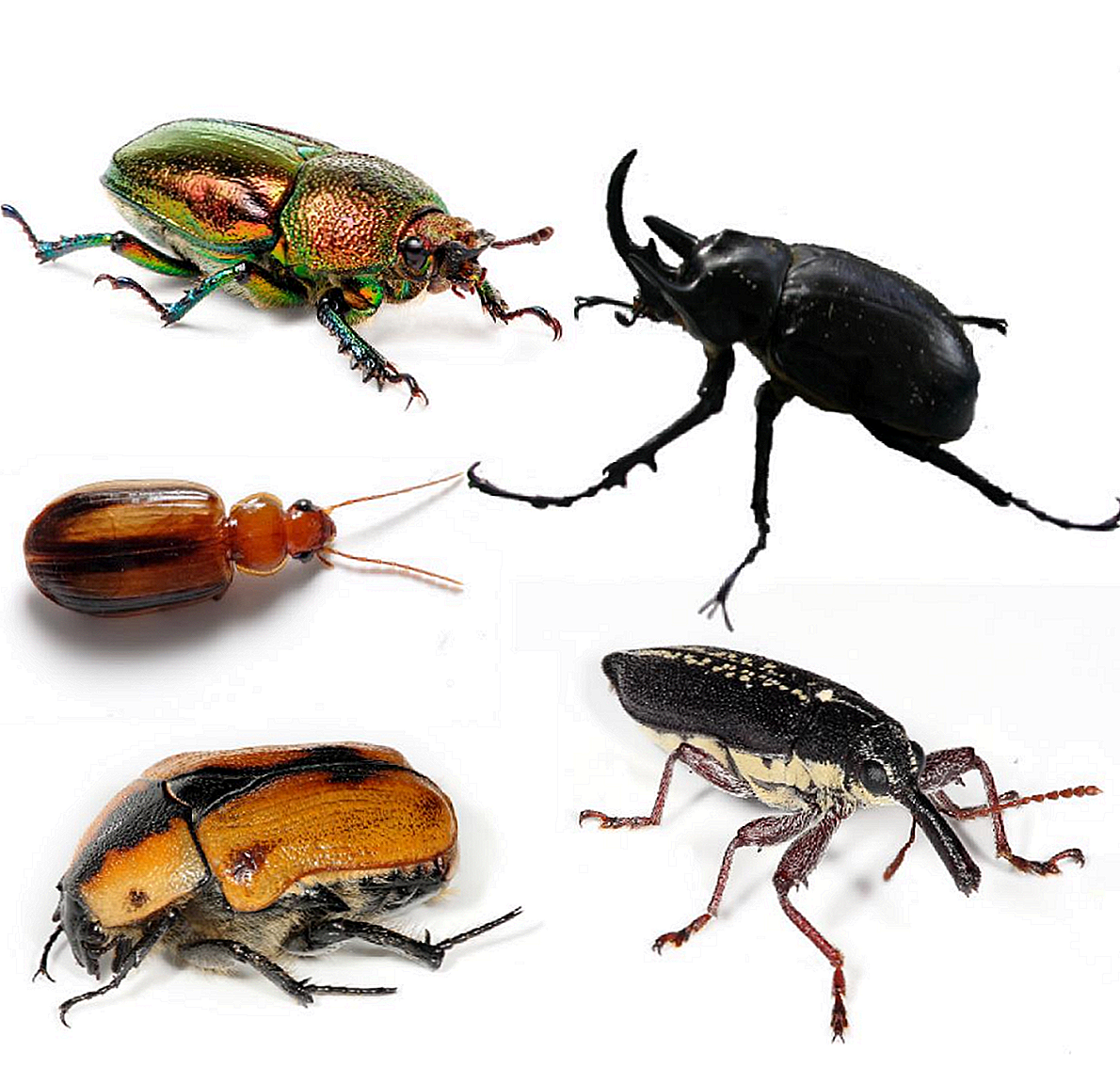 Detail Gambar Pertahanan Kumbang Nomer 9