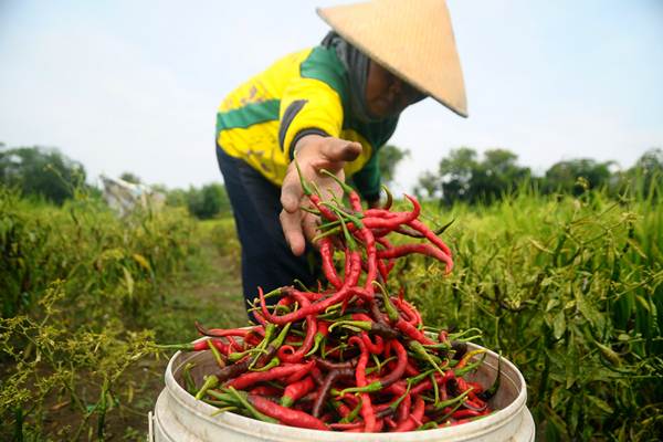 Detail Gambar Pertanian Dan Perkebunan Nomer 6