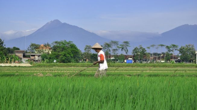 Detail Gambar Pertanian Di Indonesia Nomer 32