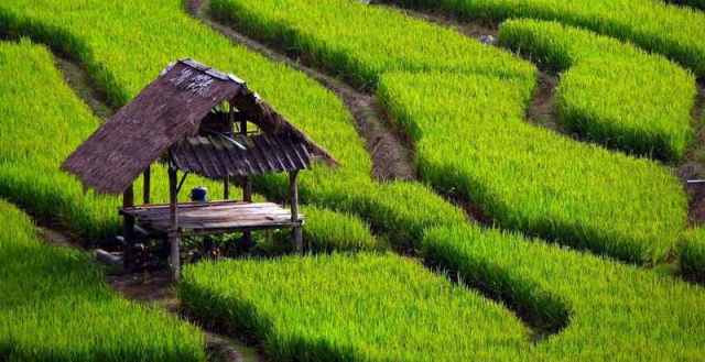 Detail Gambar Pertanian Di Indonesia Nomer 9