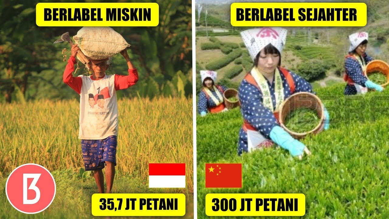 Detail Gambar Pertanian Di Malaysia Nomer 29