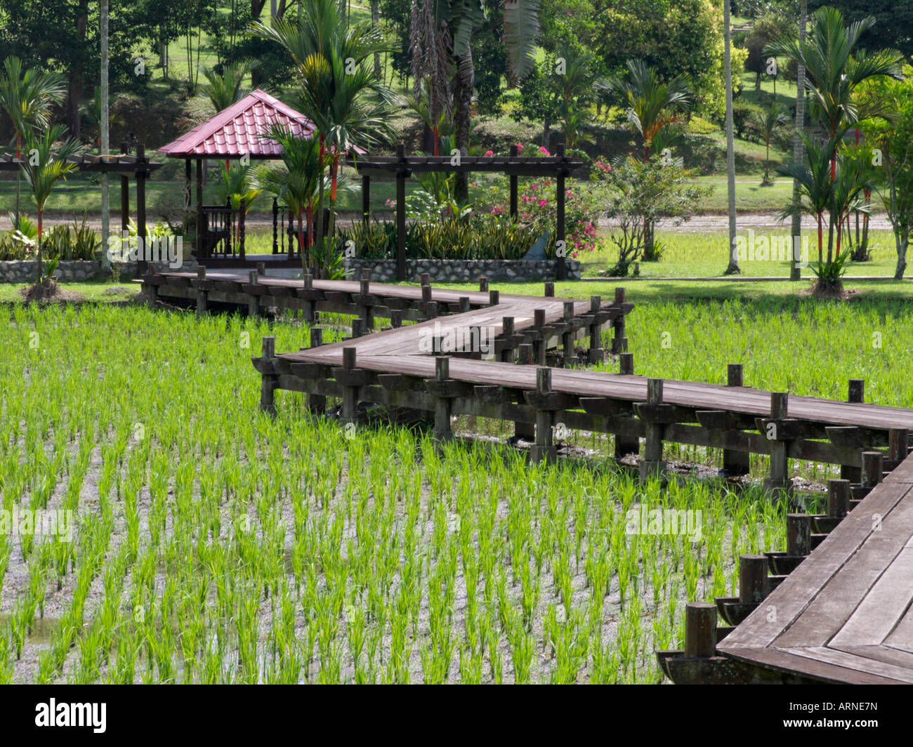 Detail Gambar Pertanian Di Malaysia Nomer 51