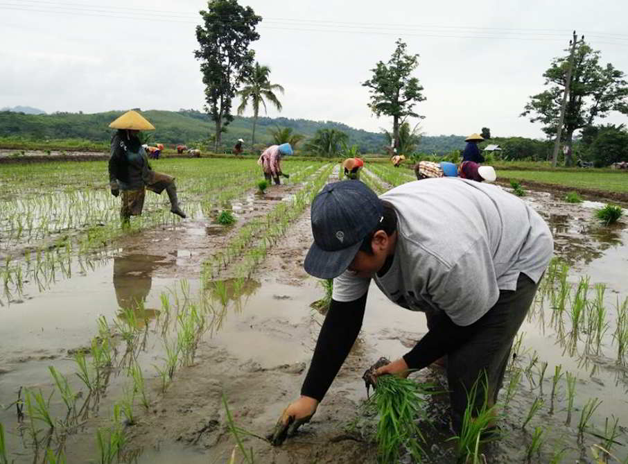 Detail Gambar Pertanian Padi Nomer 43