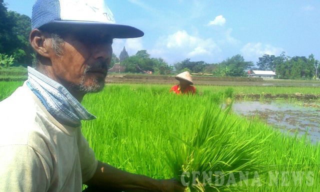 Detail Gambar Pertanian Tradisional Nomer 20