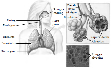Detail Gambar Pertukaran Oksigen Nomer 39