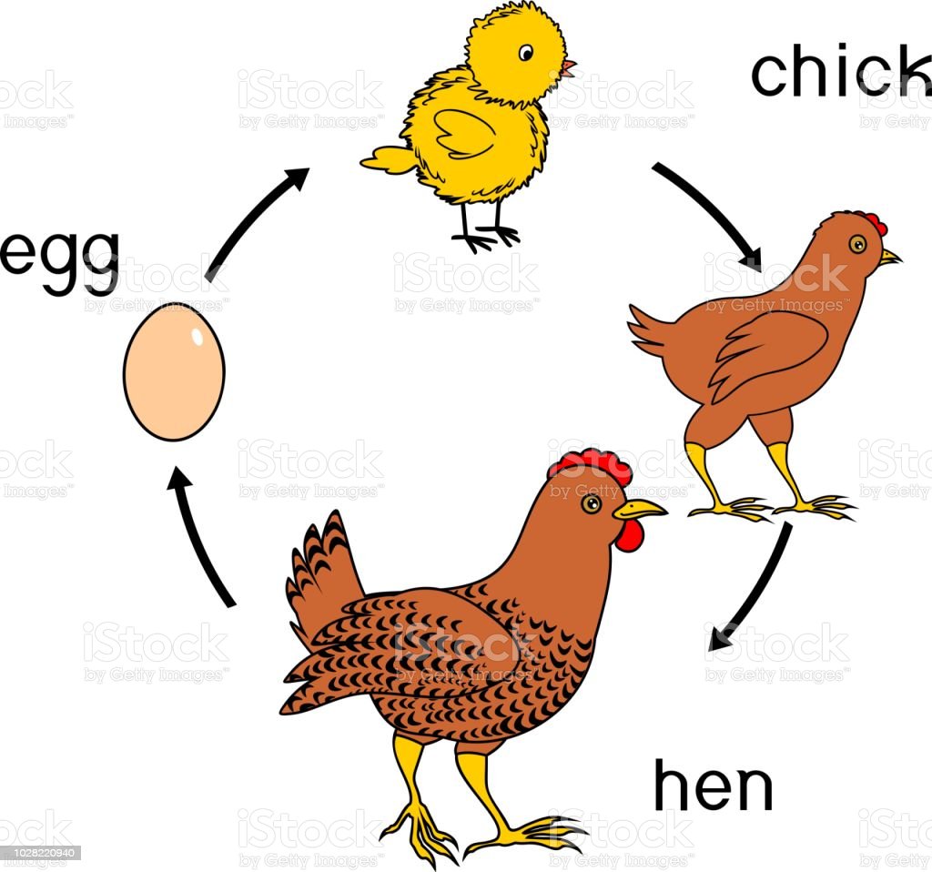 Detail Gambar Pertumbuhan Ayam Nomer 12