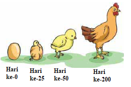 Detail Gambar Pertumbuhan Ayam Nomer 14