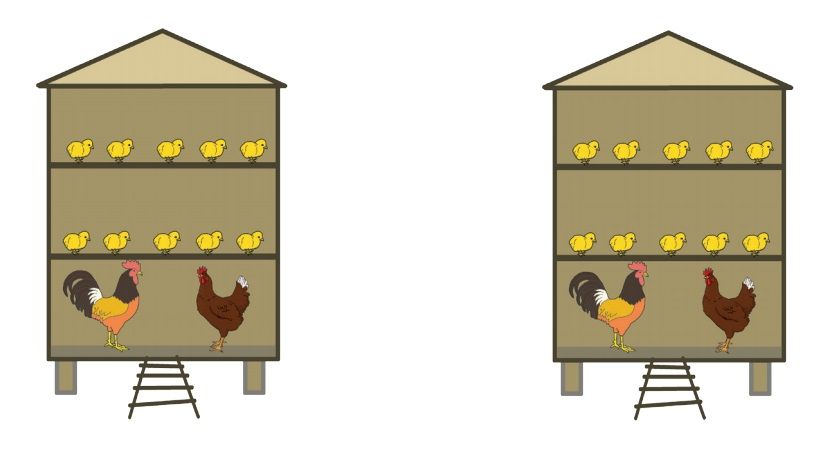 Detail Gambar Pertumbuhan Ayam Nomer 20