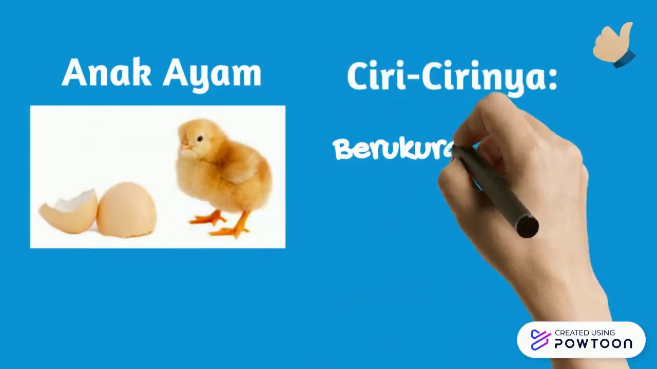 Detail Gambar Pertumbuhan Ayam Nomer 25