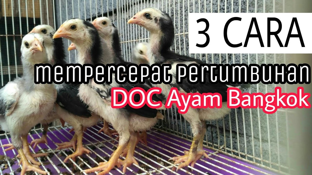 Detail Gambar Pertumbuhan Ayam Nomer 33