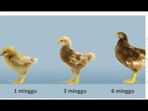 Detail Gambar Pertumbuhan Ayam Nomer 49