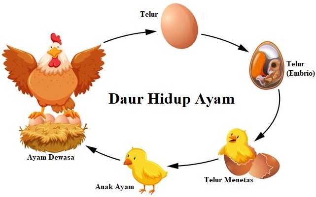 Gambar Pertumbuhan Ayam Gambar Pertumbuhan Kecoa - KibrisPDR