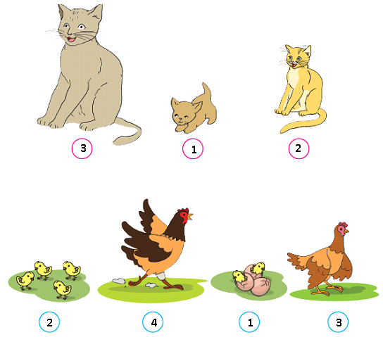 Detail Gambar Pertumbuhan Ayam Gambar Pertumbuhan Kecoa Nomer 16