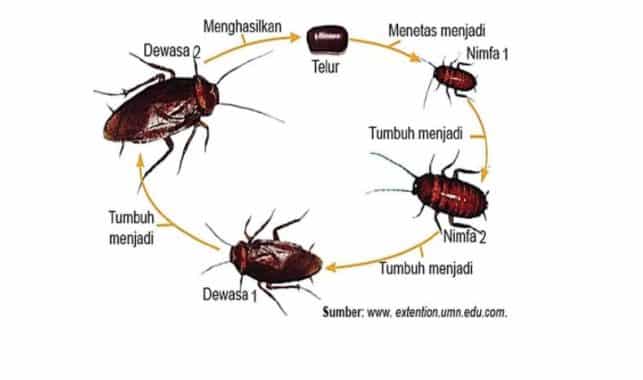 Detail Gambar Pertumbuhan Ayam Gambar Pertumbuhan Kecoa Nomer 23