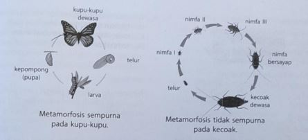 Detail Gambar Pertumbuhan Ayam Gambar Pertumbuhan Kecoa Nomer 24