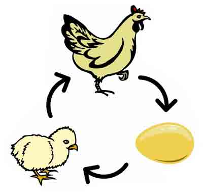 Detail Gambar Pertumbuhan Ayam Gambar Pertumbuhan Kecoa Nomer 25