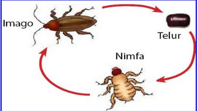 Detail Gambar Pertumbuhan Ayam Gambar Pertumbuhan Kecoa Nomer 4
