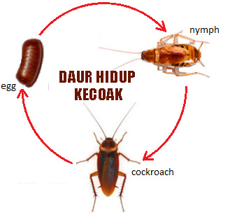 Detail Gambar Pertumbuhan Ayam Gambar Pertumbuhan Kecoa Nomer 29