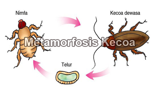 Detail Gambar Pertumbuhan Ayam Gambar Pertumbuhan Kecoa Nomer 5