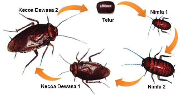 Detail Gambar Pertumbuhan Ayam Gambar Pertumbuhan Kecoa Nomer 7