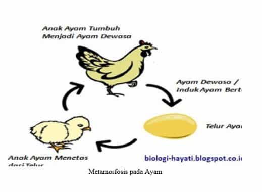 Detail Gambar Pertumbuhan Ayam Gambar Pertumbuhan Kecoa Nomer 10