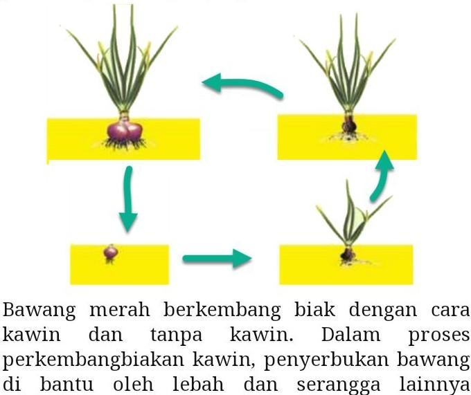 Gambar Pertumbuhan Bawang Merah - KibrisPDR