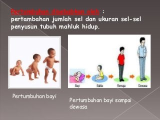 Detail Gambar Pertumbuhan Bayi Sampai Dewasa Nomer 41