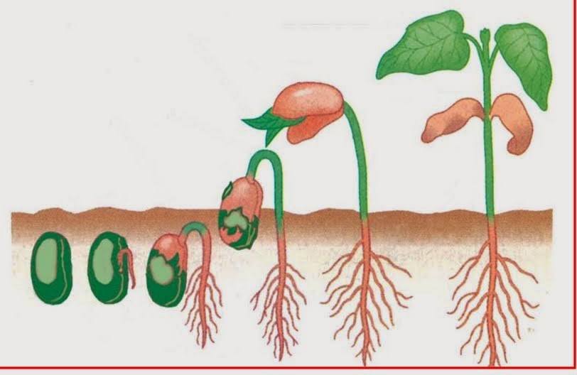 Detail Gambar Pertumbuhan Biji Kacang Hijau Nomer 13