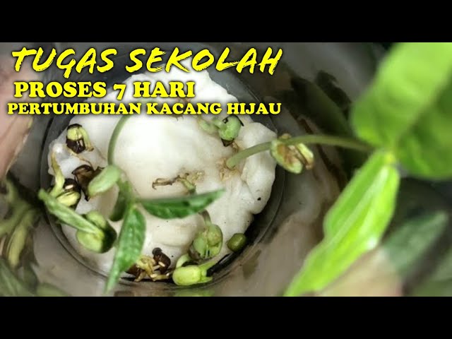 Detail Gambar Pertumbuhan Biji Kacang Hijau Nomer 8