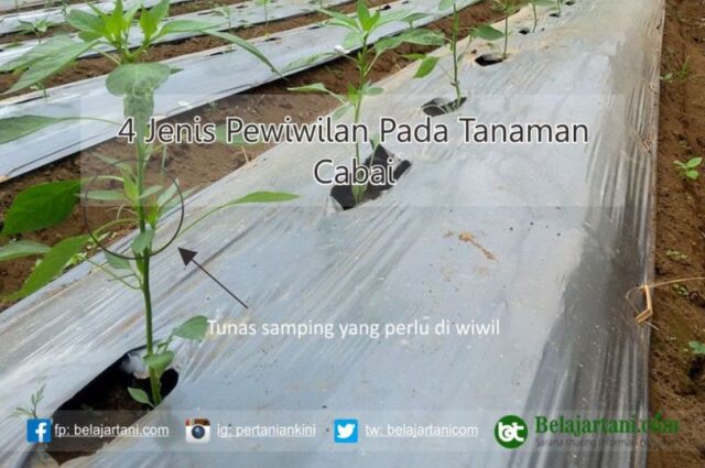 Detail Gambar Pertumbuhan Cabai Nomer 12