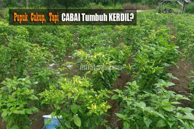 Detail Gambar Pertumbuhan Cabai Nomer 34