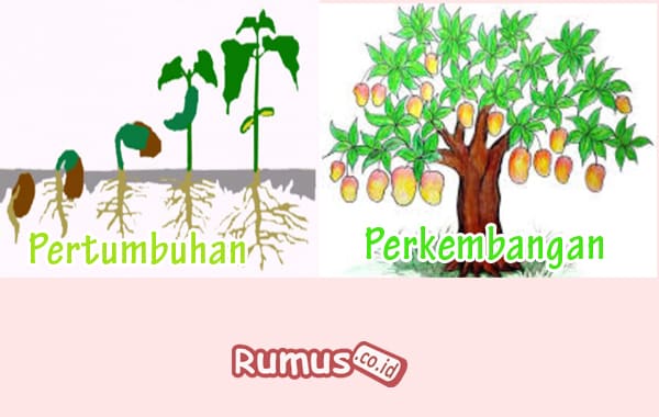 Detail Gambar Pertumbuhan Dan Perkembangan Nomer 13