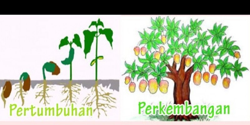 Detail Gambar Pertumbuhan Dan Perkembangan Makhluk Hidup Nomer 2