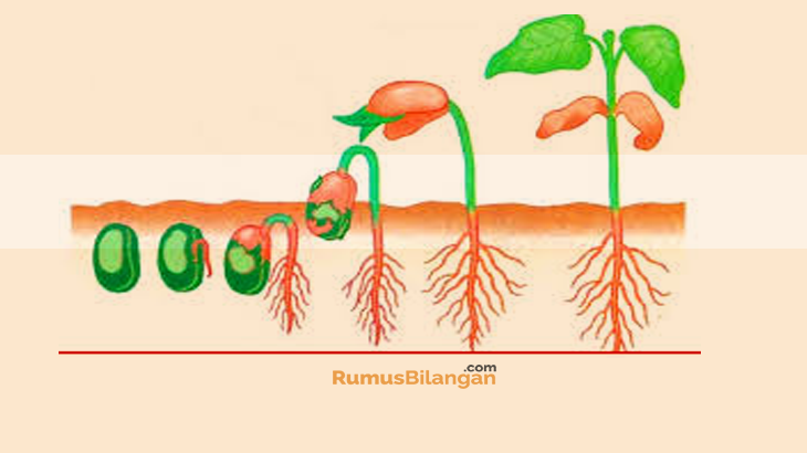 Detail Gambar Pertumbuhan Dan Perkembangan Makhluk Hidup Nomer 26