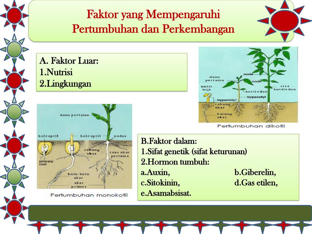 Detail Gambar Pertumbuhan Dan Perkembangan Pada Tumbuhan Nomer 25