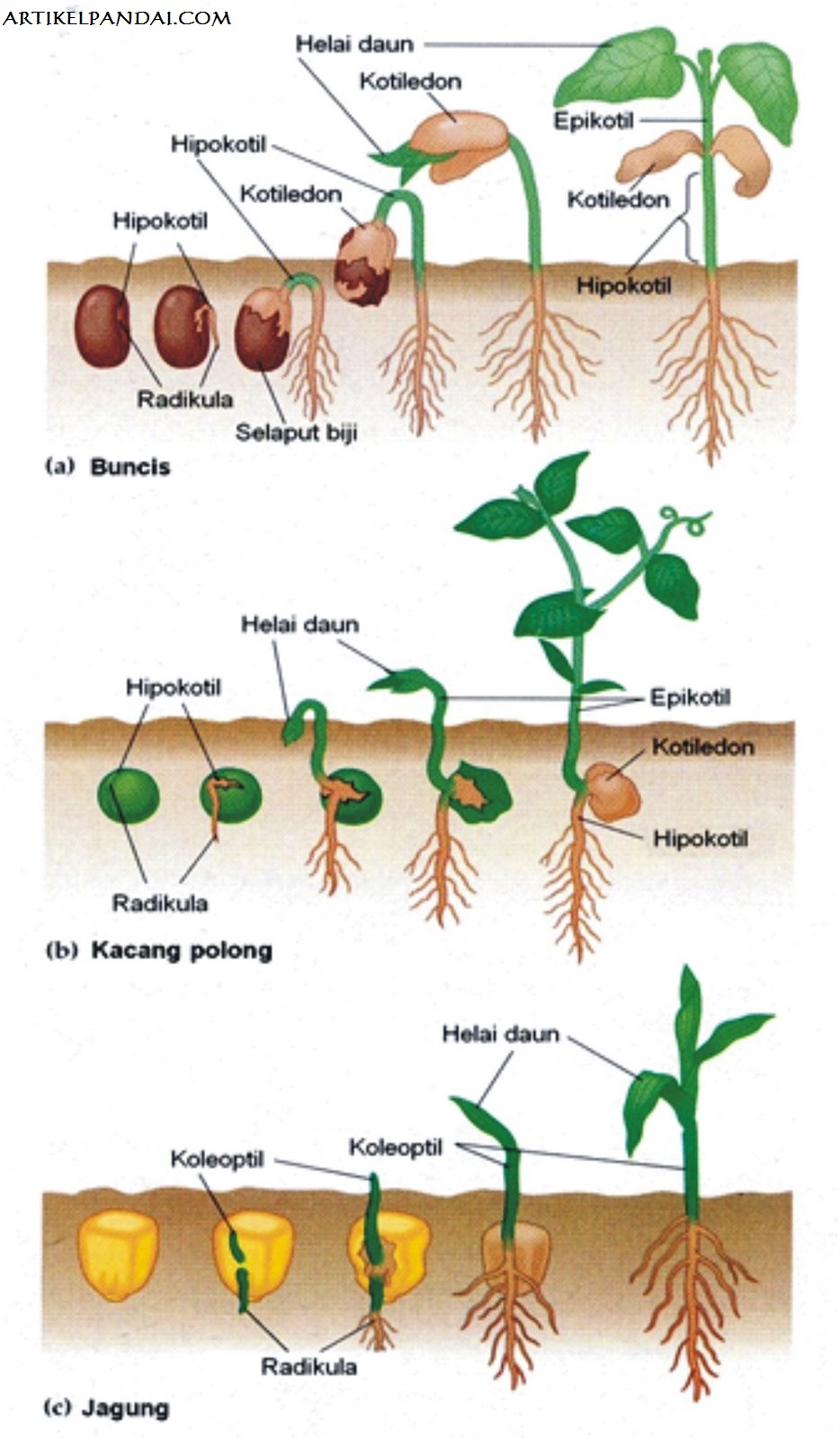 Detail Gambar Pertumbuhan Dan Perkembangan Pada Tumbuhan Nomer 51