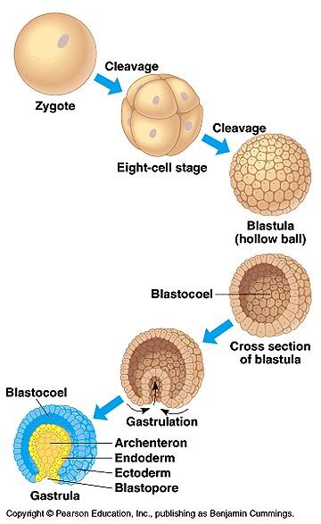 Detail Gambar Pertumbuhan Dan Perkembangan Pasca Embrionik Nomer 16