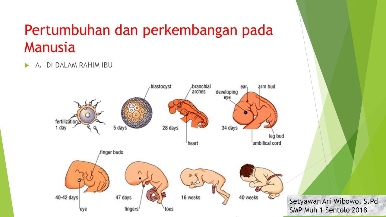 Detail Gambar Pertumbuhan Dan Perkembangan Pasca Embrionik Nomer 17