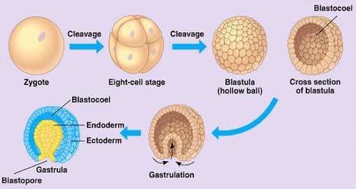 Detail Gambar Pertumbuhan Dan Perkembangan Pasca Embrionik Nomer 3