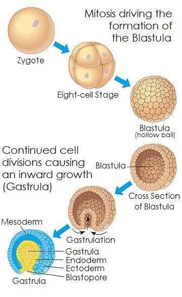 Detail Gambar Pertumbuhan Dan Perkembangan Pasca Embrionik Nomer 25