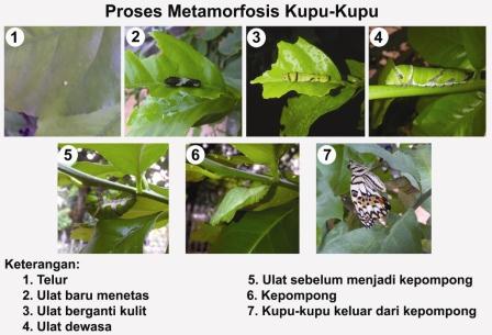 Detail Gambar Pertumbuhan Dan Perkembangan Pasca Embrionik Nomer 28