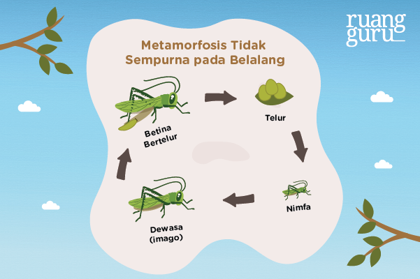 Detail Gambar Pertumbuhan Dan Perkembangan Pasca Embrionik Nomer 4