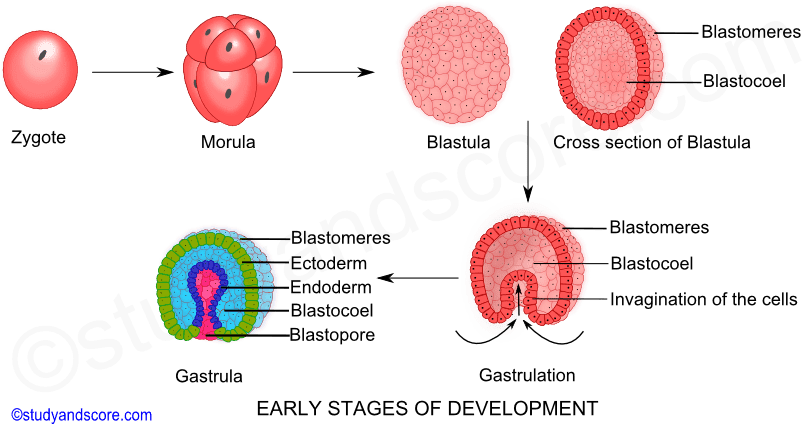 Detail Gambar Pertumbuhan Dan Perkembangan Pasca Embrionik Nomer 30