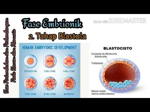 Detail Gambar Pertumbuhan Dan Perkembangan Pasca Embrionik Nomer 34