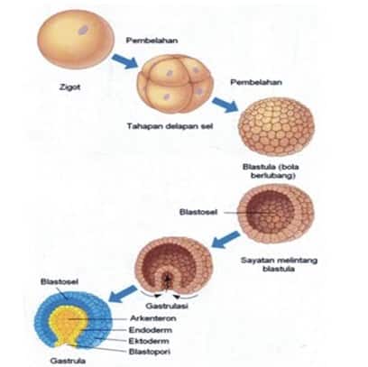 Detail Gambar Pertumbuhan Dan Perkembangan Pasca Embrionik Nomer 10