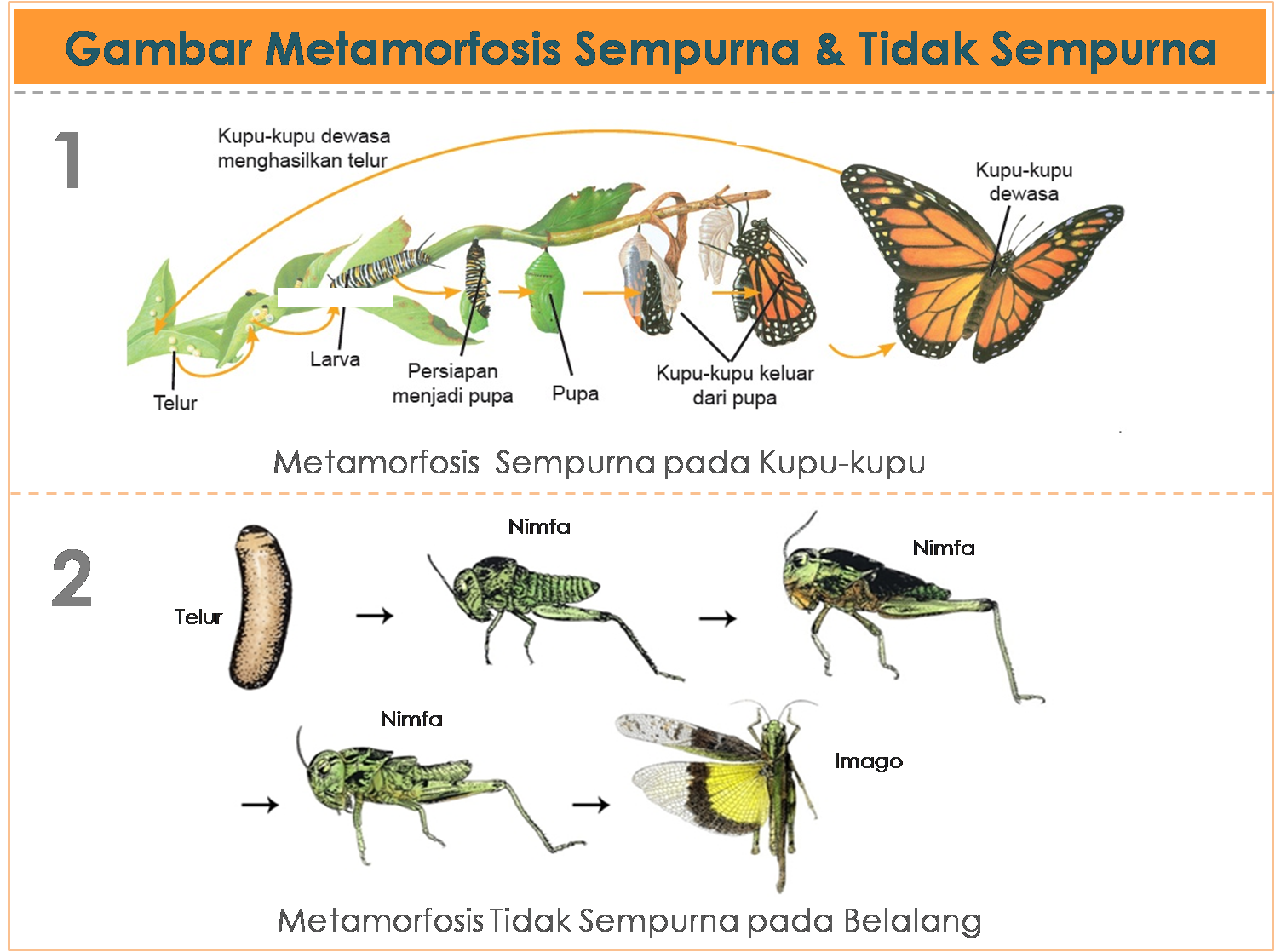 Detail Gambar Pertumbuhan Hewan Nomer 13