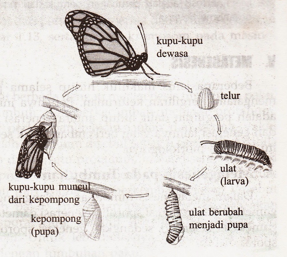 Detail Gambar Pertumbuhan Hewan Nomer 36