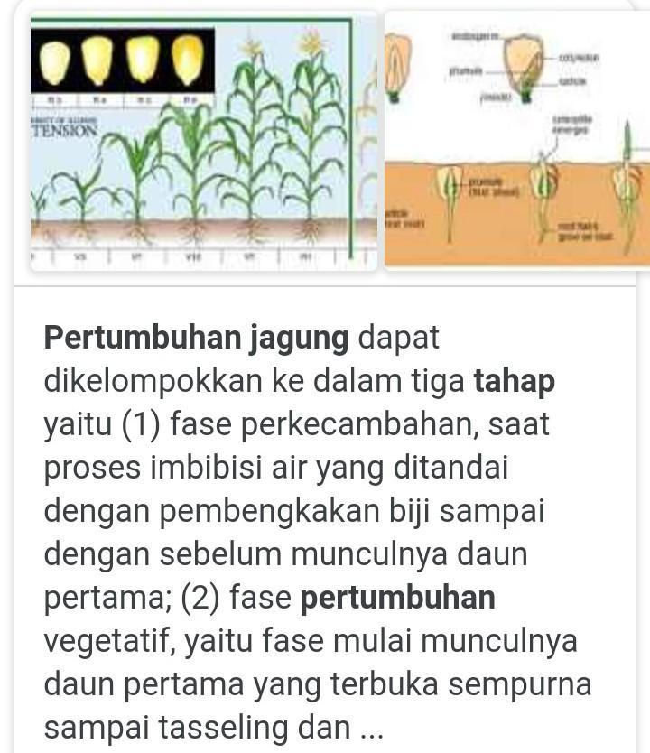 Detail Gambar Pertumbuhan Jagung Nomer 36