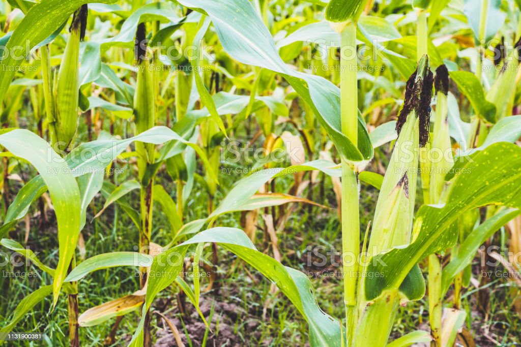 Detail Gambar Pertumbuhan Jagung Nomer 52